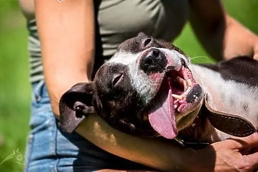 Jero - wspaniały pies typu Bullterrier szuka domu 