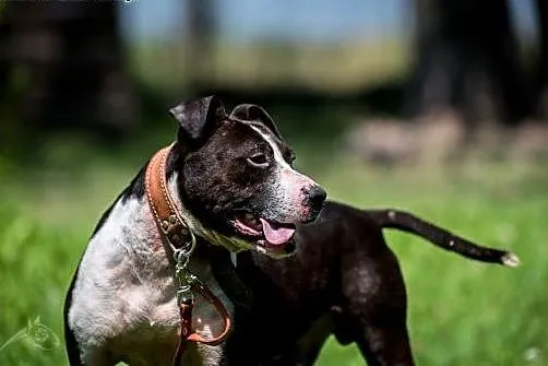 Jero - wspaniały pies typu Bullterrier szuka domu 
