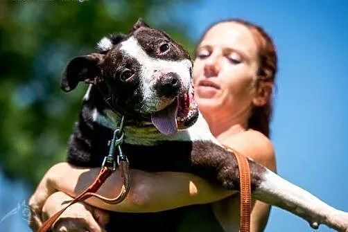 Jero - wspaniały pies typu Bullterrier szuka domu 