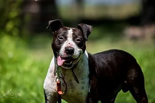 Jero - wspaniały pies typu Bullterrier szuka domu 