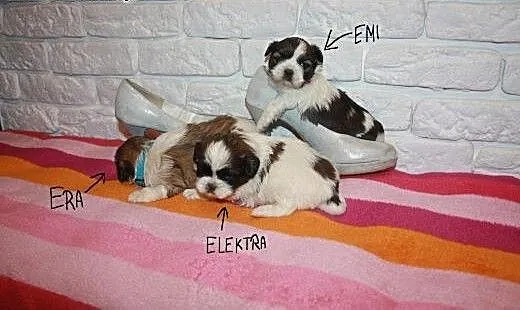 Shih Tzu Miniaturki Mini Z Rodowodem,Czipem , śl