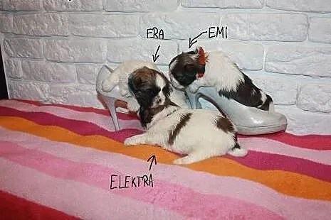 Shih Tzu Miniaturki Mini Z Rodowodem,Czipem  ,  śl