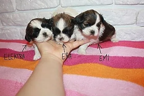 Shih Tzu Miniaturki Mini Z Rodowodem,Czipem  ,  śl