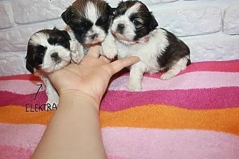 Shih Tzu Miniaturki Mini Z Rodowodem,Czipem  ,  śl