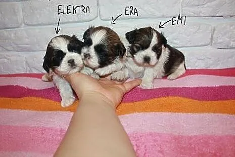 Shih Tzu Miniaturki Mini Z Rodowodem,Czipem  ,  śl