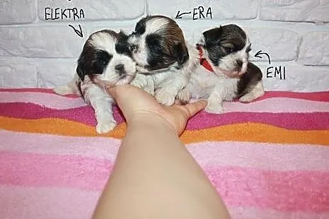 Shih Tzu Miniaturki Mini Z Rodowodem,Czipem  ,  śl