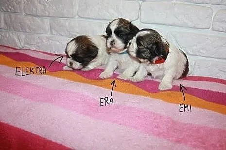 Shih Tzu Miniaturki Mini Z Rodowodem,Czipem  ,  śl