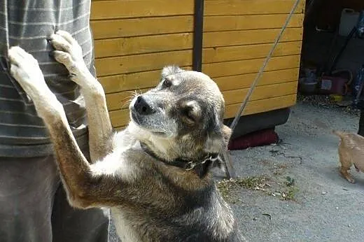 Bercia,cudowna przylepa- 4 lata w schronisku,  ślą