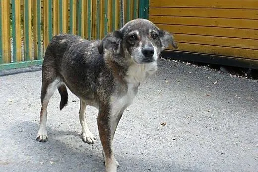 Bercia,cudowna przylepa- 4 lata w schronisku,  ślą