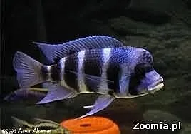 Rybki pyszczaki cyphotilapia frontosa burundi