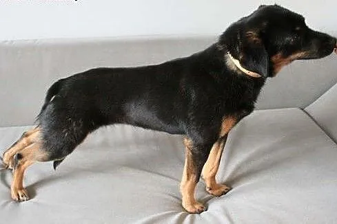 MELA - 1,5 roczna, 9 kg śliczna sunia do adopcji, 
