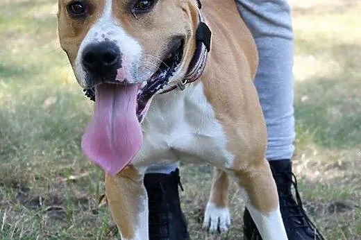 SZNUPA w typie pitbula do adopcji ,  wielkopolskie Poznań