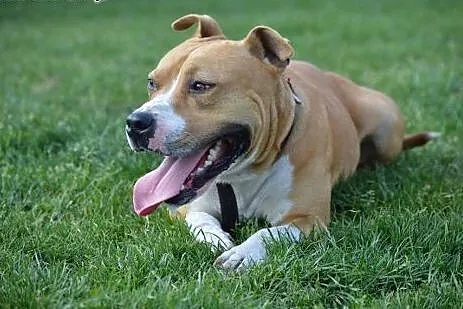 SZNUPA w typie pitbula do adopcji ,  wielkopolskie