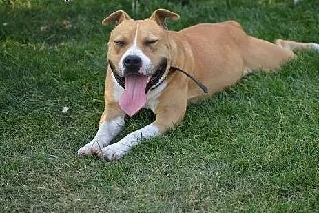 SZNUPA w typie pitbula do adopcji ,  wielkopolskie