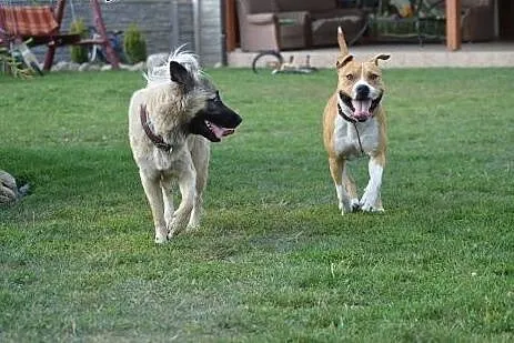 SZNUPA w typie pitbula do adopcji ,  wielkopolskie