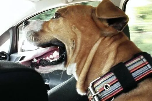 SZNUPA w typie pitbula do adopcji ,  wielkopolskie