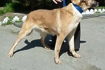 Dixi - uratowana sunia bez domu,  dolnośląskie Wro