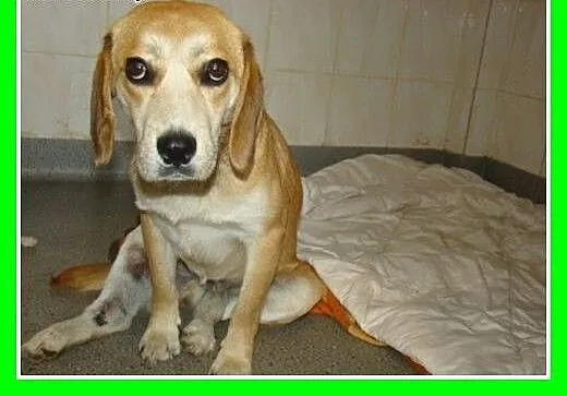 Beagle,przyjazny,towarzyski piesek BIGLUŚ.Adopcja,