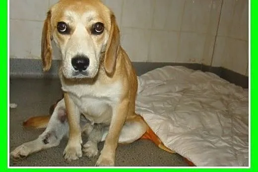 Beagle,przyjazny,towarzyski piesek BIGLUŚ.Adopcja,