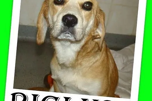 Beagle,przyjazny,towarzyski piesek BIGLUŚ.Adopcja,