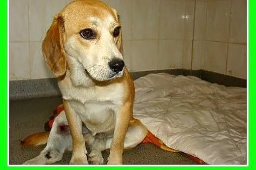Beagle,przyjazny,towarzyski piesek BIGLUŚ.Adopcja,