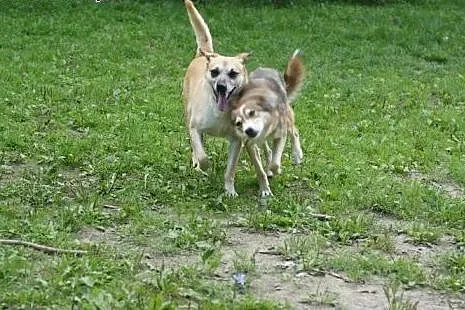 Zapatrzona w człowieka Lola szuka domku!,  mazowie