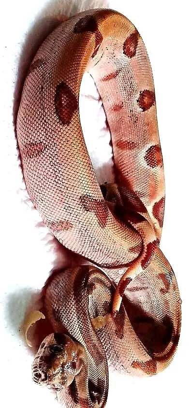 Boa Constrictor Boa dusiciel Salmon, Pomorskie, Gdańsk