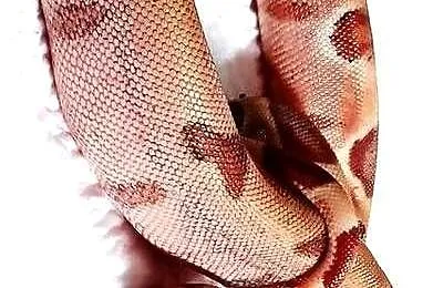 Boa Constrictor  Boa dusiciel  Salmon, Pomorskie, Gdańsk