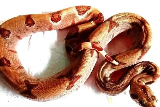 Boa Constrictor  Boa dusiciel  Salmon, Pomorskie, Gdańsk