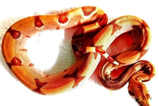 Boa Constrictor  Boa dusiciel  Salmon, Pomorskie, Gdańsk