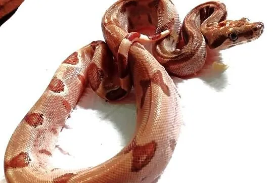 Boa Constrictor  Boa dusiciel  Salmon, Pomorskie, Gdańsk