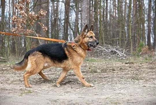 Ares - ułożony, przyjazny psiak w typie owczarka d, cała Polska
