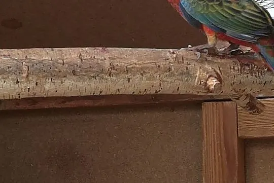 Papugi rozelle królewskie, Lipinki Szlacheckie