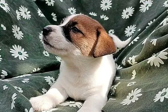 Wzorcowe Jack Russell terrier rodzice rodowód międzynarodowy FCI