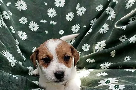 Wzorcowe Jack Russell terrier rodzice rodowód międzynarodowy FCI, Opolskie, Krapkowice
