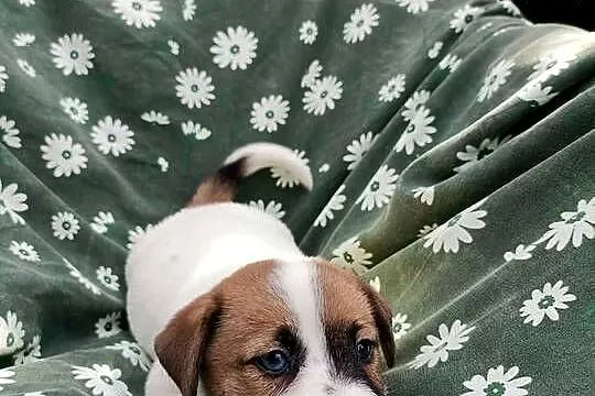 Wzorcowe Jack Russell terrier rodzice rodowód międzynarodowy FCI, Opolskie, Krapkowice