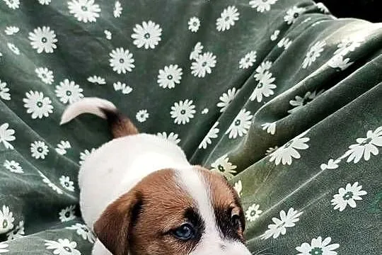 Wzorcowe Jack Russell terrier rodzice rodowód międzynarodowy FCI, Opolskie, Krapkowice
