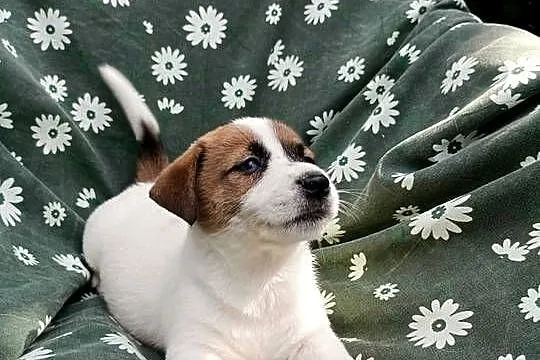 Wzorcowe Jack Russell terrier rodzice rodowód międzynarodowy FCI, Opolskie, Krapkowice