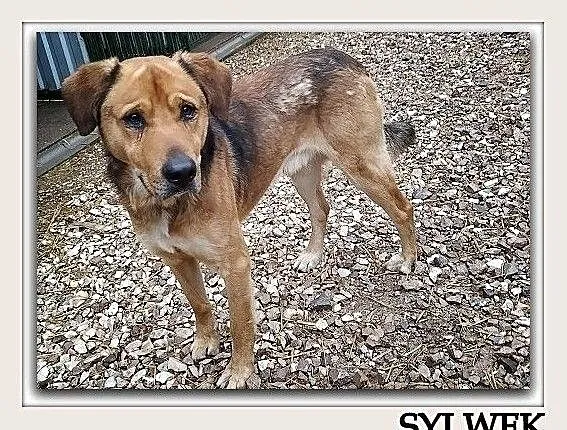 Stróżujący,młody 1,5 roku,duży,czujny,zaszczepiony pies SYLWEK.Adopcja., , Wrocław