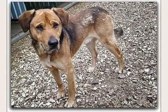 Stróżujący,młody 1,5 roku,duży,czujny,zaszczepiony pies SYLWEK.Adopcja., , Wrocław