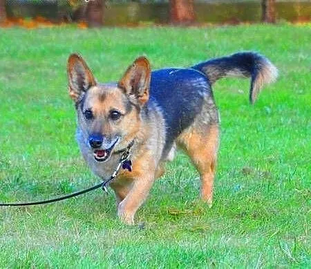 MORIS cudowny mini owczarek do pilnej adopcji, ma