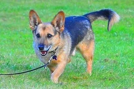 MORIS cudowny mini owczarek do pilnej adopcji,  ma