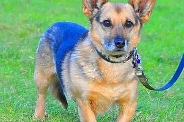 MORIS cudowny mini owczarek do pilnej adopcji,  ma
