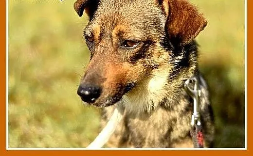 KROPELKA,mała 5kg,łagodna,delikatna,spokojna suczk
