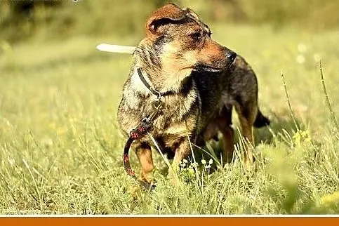 KROPELKA,mała 5kg,łagodna,delikatna,spokojna suczk