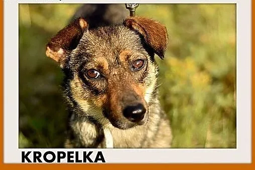 KROPELKA,mała 5kg,łagodna,delikatna,spokojna suczk