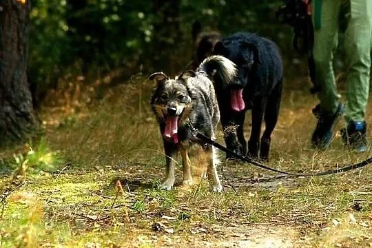 Nieduży rezolutny Oskarek pilnie poszukuje domu ..