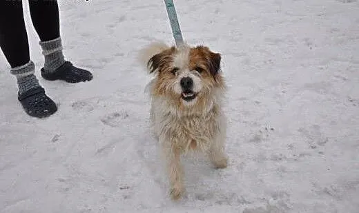 Gałganek, młody, towarzyski mix SHIHTZU, Kundelki