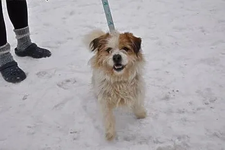 Gałganek, młody, towarzyski mix SHIHTZU,  Kundelki