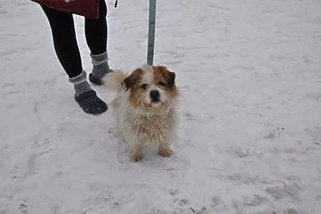 Gałganek, młody, towarzyski mix SHIHTZU,  Kundelki